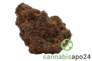 AVAAY 28/1 CK Critical Kush