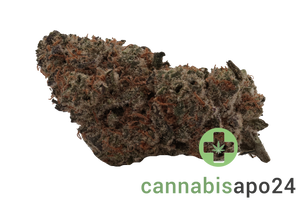 AVAAY Signature 19/1 MC - Mandarin Cookies