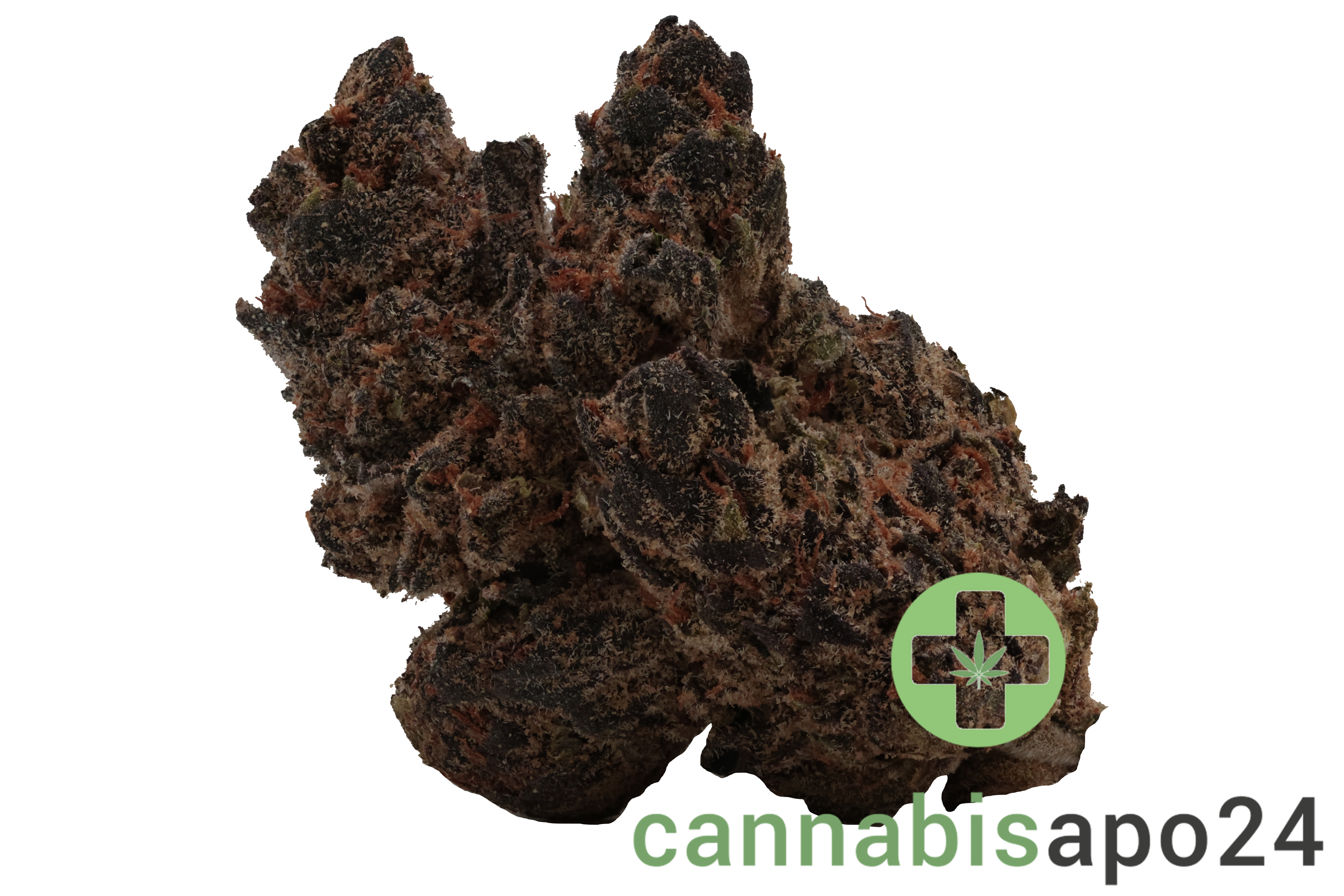 Barongo 26/1 DR Gastro Pop