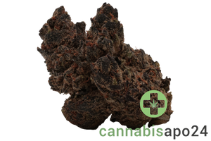 Barongo 26/1 DR Gastro Pop