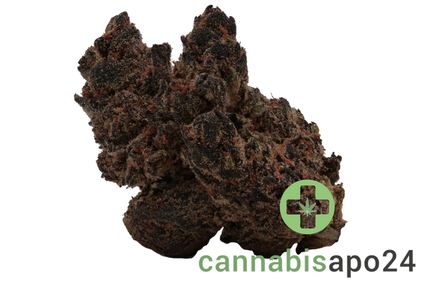 Barongo 26/1 DR Gastro Pop