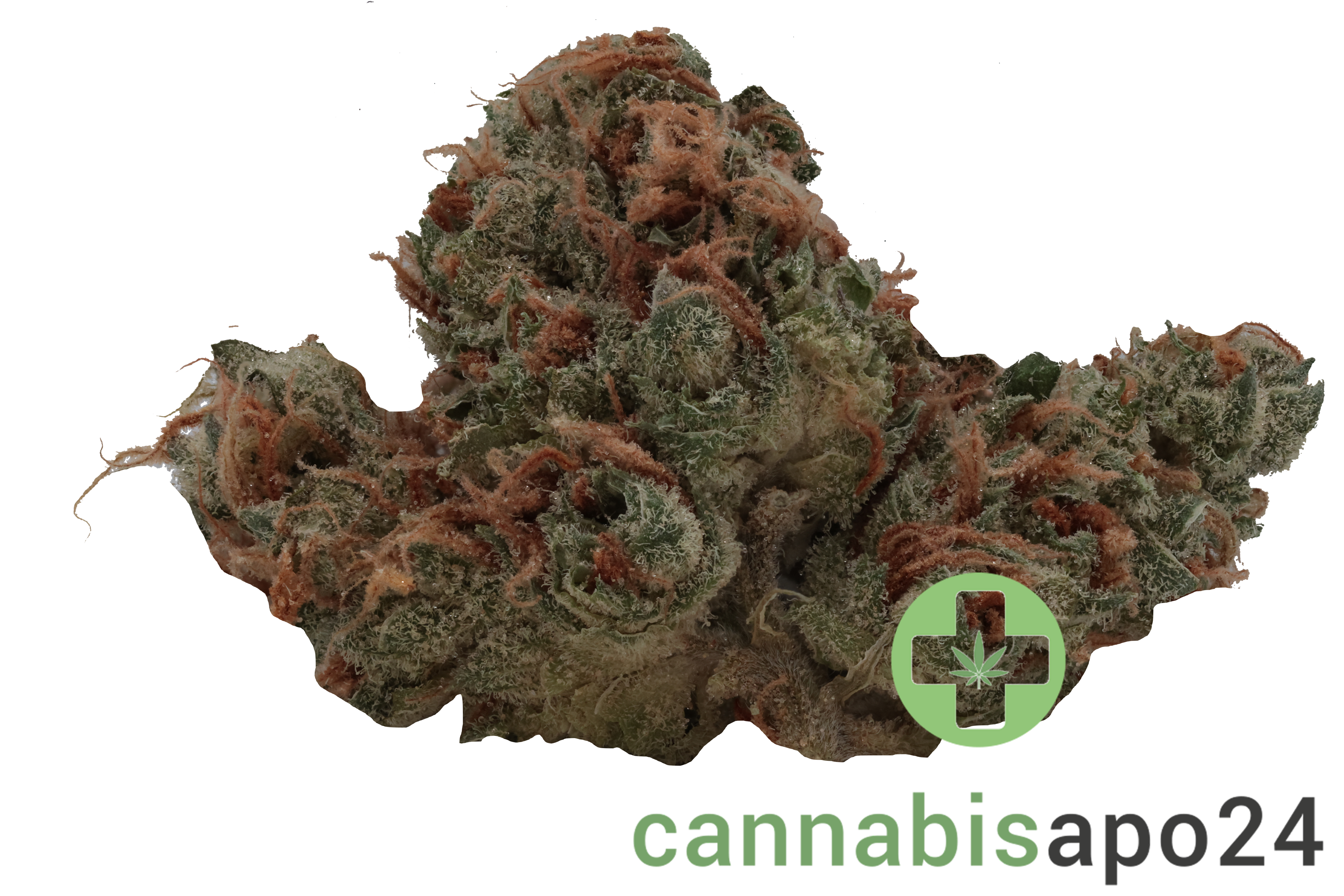 Barrocas 24/1 PMK Premium Mandarine Kush