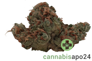 Barrocas 24/1 PMK Premium Mandarine Kush