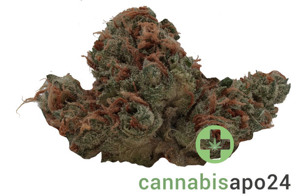 Barrocas 24/1 PMK Premium Mandarine Kush