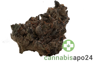 Barongo 28/1 Cali Motion La Animal