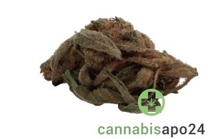 Buuo 26/1 SL Keylime Kush