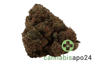 Cannamedical Hybrid forte BC Lemon Cookie