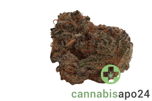 Cirrus Platinum Hybrid 27/1 Platinum Oranges