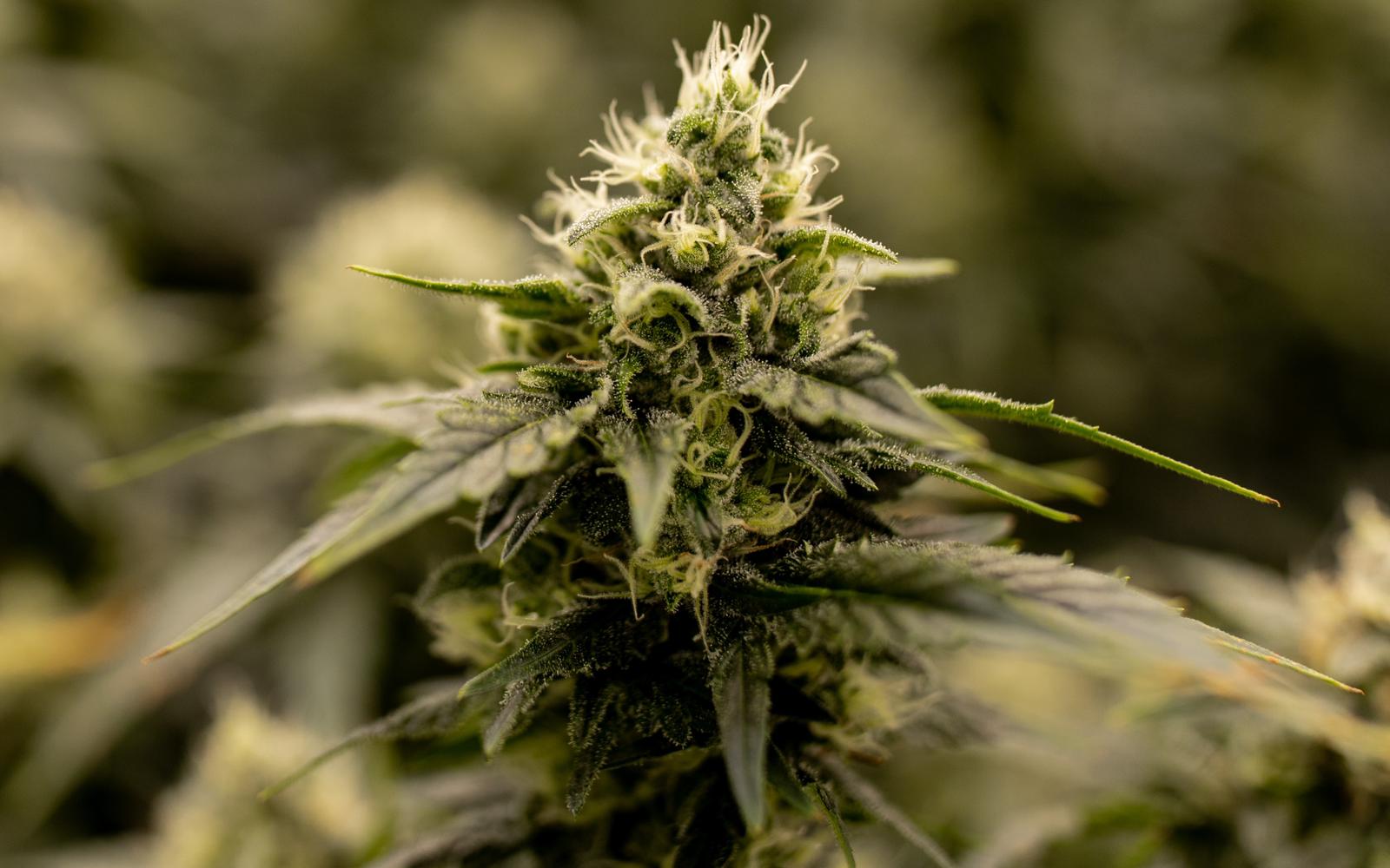 Strain Review Image