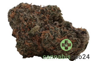 GROW GE 29 Gelato Sherbert