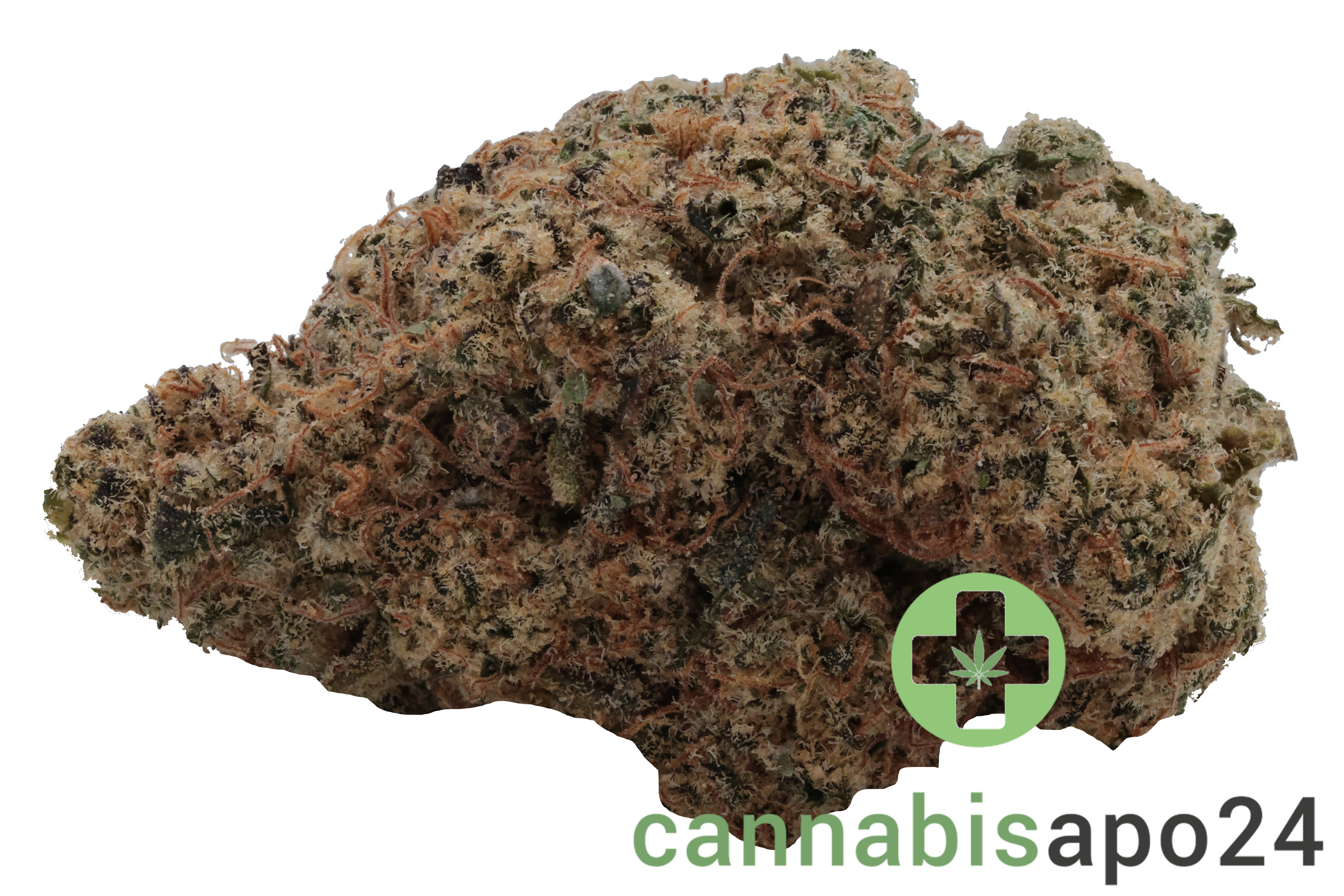 GROW LI 27 Pink Lilac