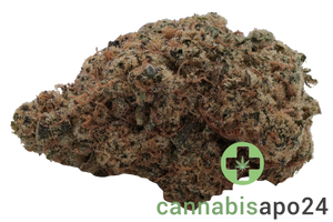 GROW LI 27 Pink Lilac