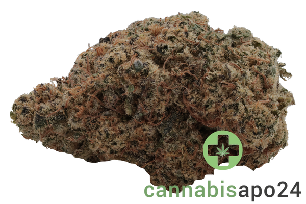 GROW LI 27 Pink Lilac