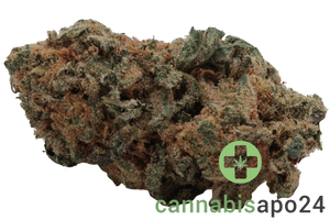 GROW RO 24 Moon Rocks