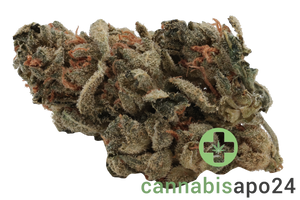 Nice 20/1 LMJ Lemon Jane