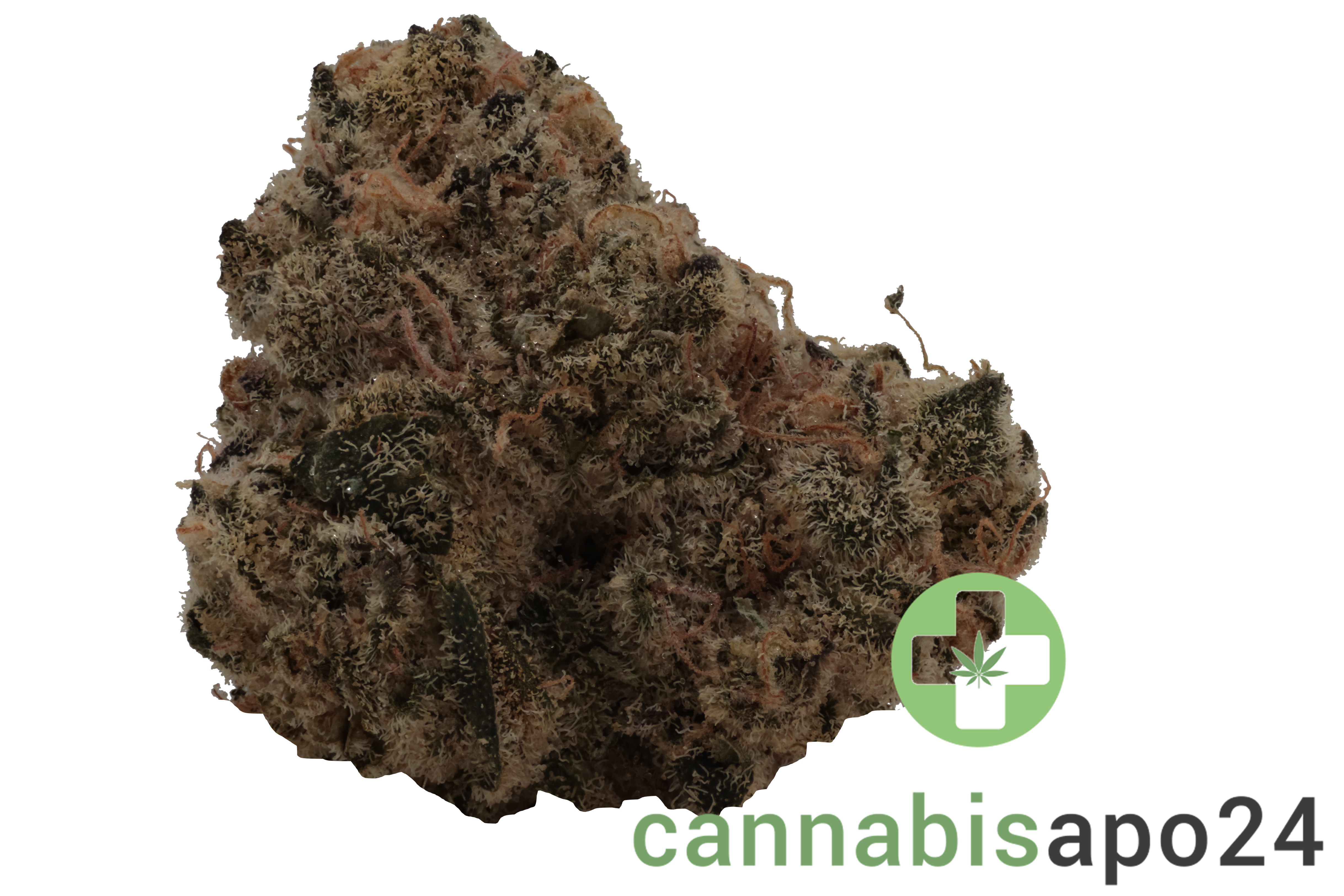 Wildlife 24 BG CAN Blackberry Gelato