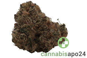 Wildlife 24 BG CAN Blackberry Gelato