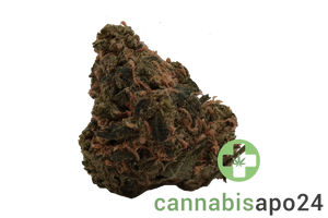 Zoiks 31/1 LK OG Lime Kush