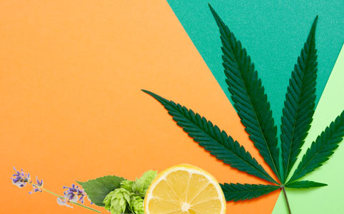 Was sind Terpene?