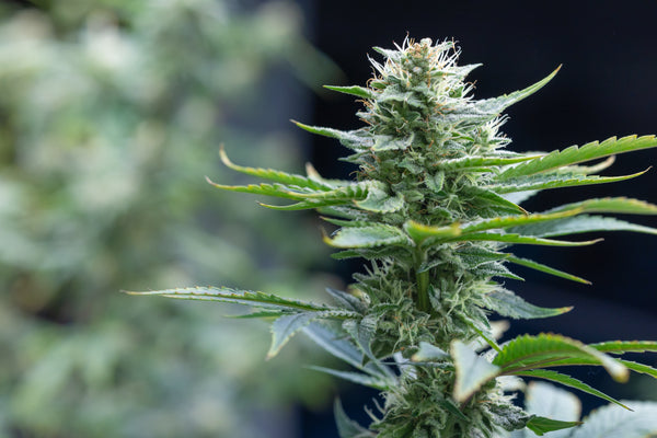 Cannabis (Sativa / Indica / Hybrid)