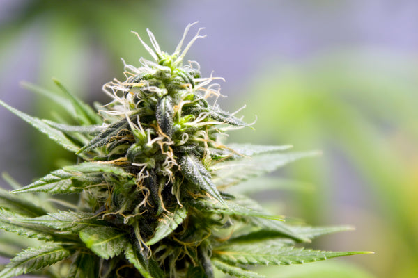 Was ist THC / CBD ?