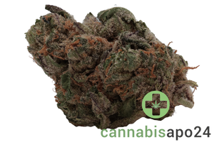 20/1 BC Green Pink Grapes