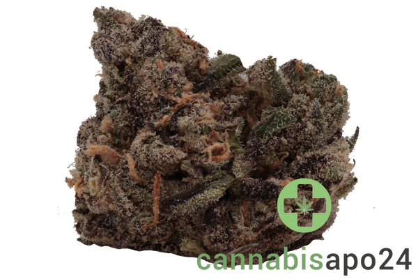 20/1 BC Green Tribute