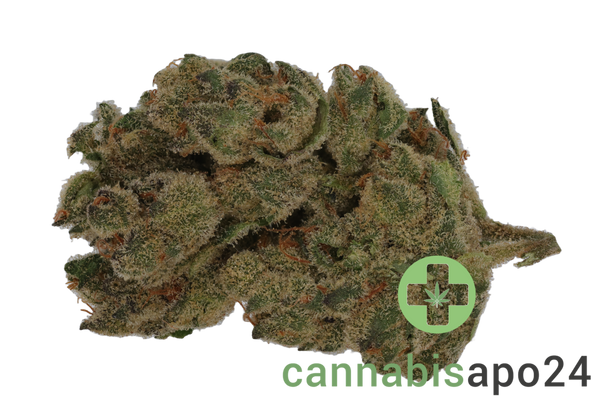 26/1 Amici CHG Cherry Gaz