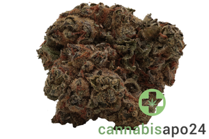 Nice 30/1 TRG GMO Tropical Gelato