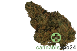 33/1 Amici AC Animal Cookies