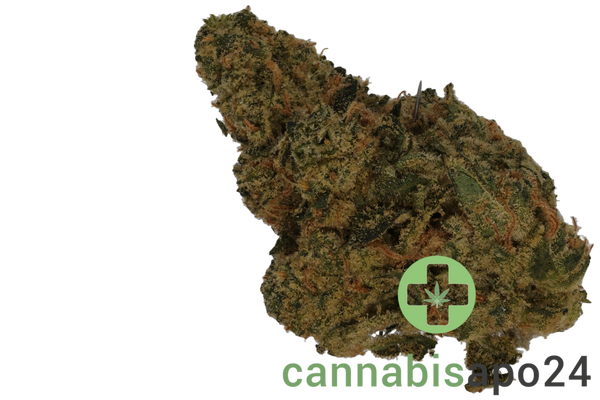 33/1 Amici AC Animal Cookies