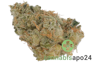 420 Evolution 30/1 CA ICC