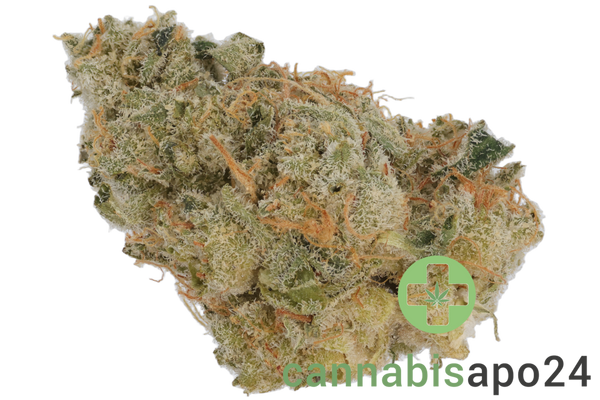 420 Evolution 30/1 CA ICC