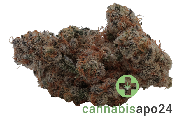 420 Evolution 25/1 CA MSP Masterpiece