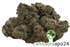 420 Evolution 25/1 CA STR - Star Struck