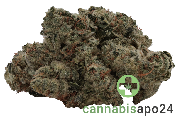 420 Evolution 25/1 CA STR - Star Struck