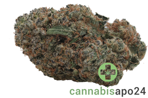 420 Evolution 27/1 CA CBB Cherry Bang Bang