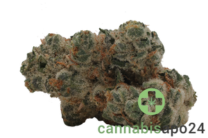 420 Evolution 27/1 CA PCH Peach Chementine