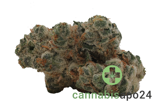 420 Evolution 27/1 CA PCH Peach Chementine