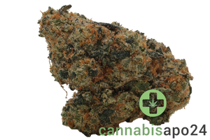 420 Evolution 27/1 CA RZY Red Rozay