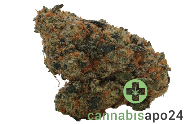 420 Evolution 27/1 CA RZY Red Rozay