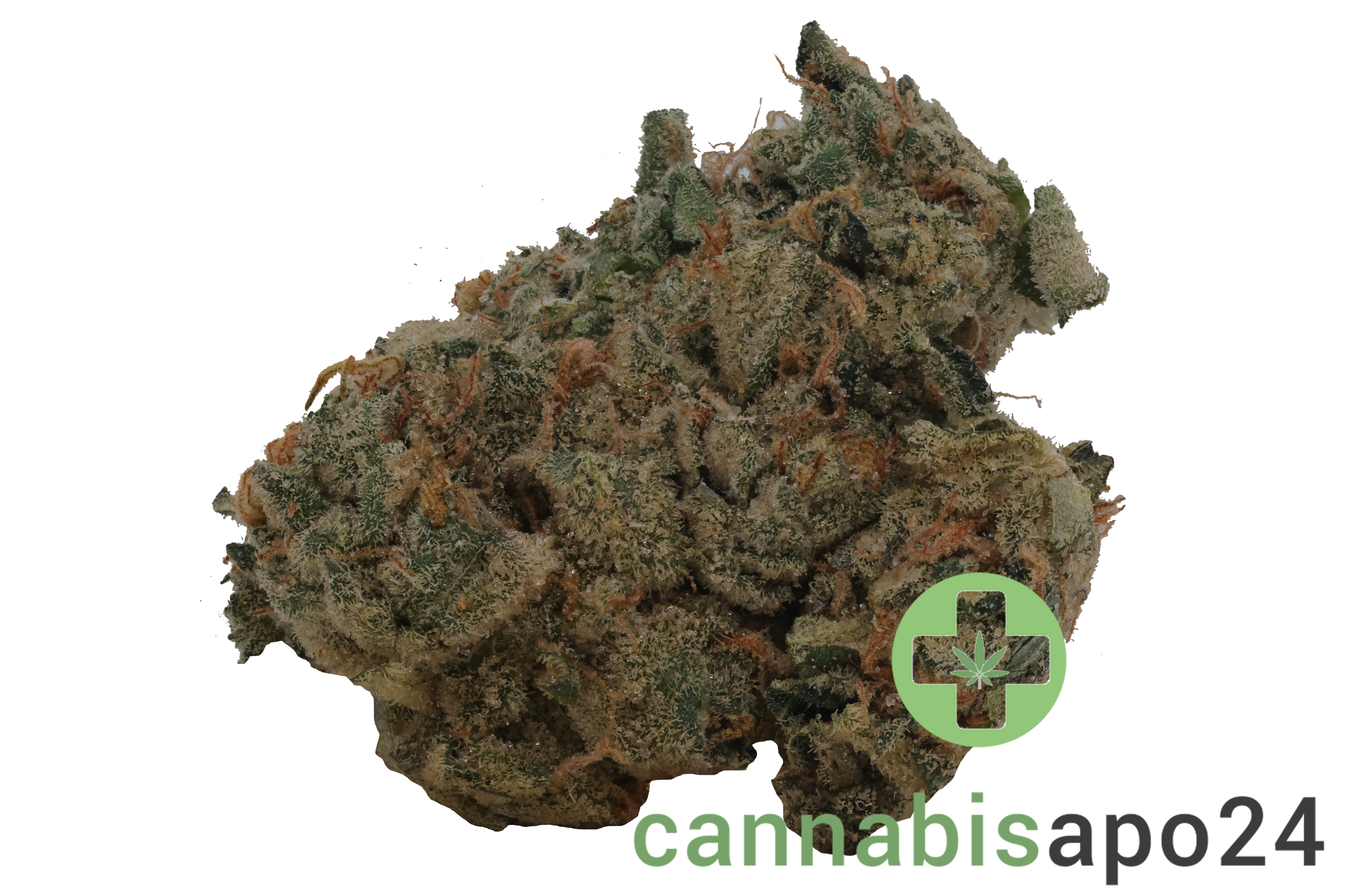 420 Evolution 33/1 CA GMO