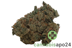 420 Evolution 33/1 CA GMO