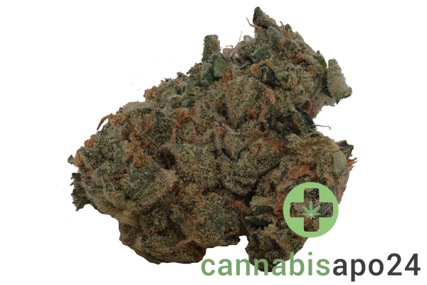 420 Evolution 33/1 CA GMO