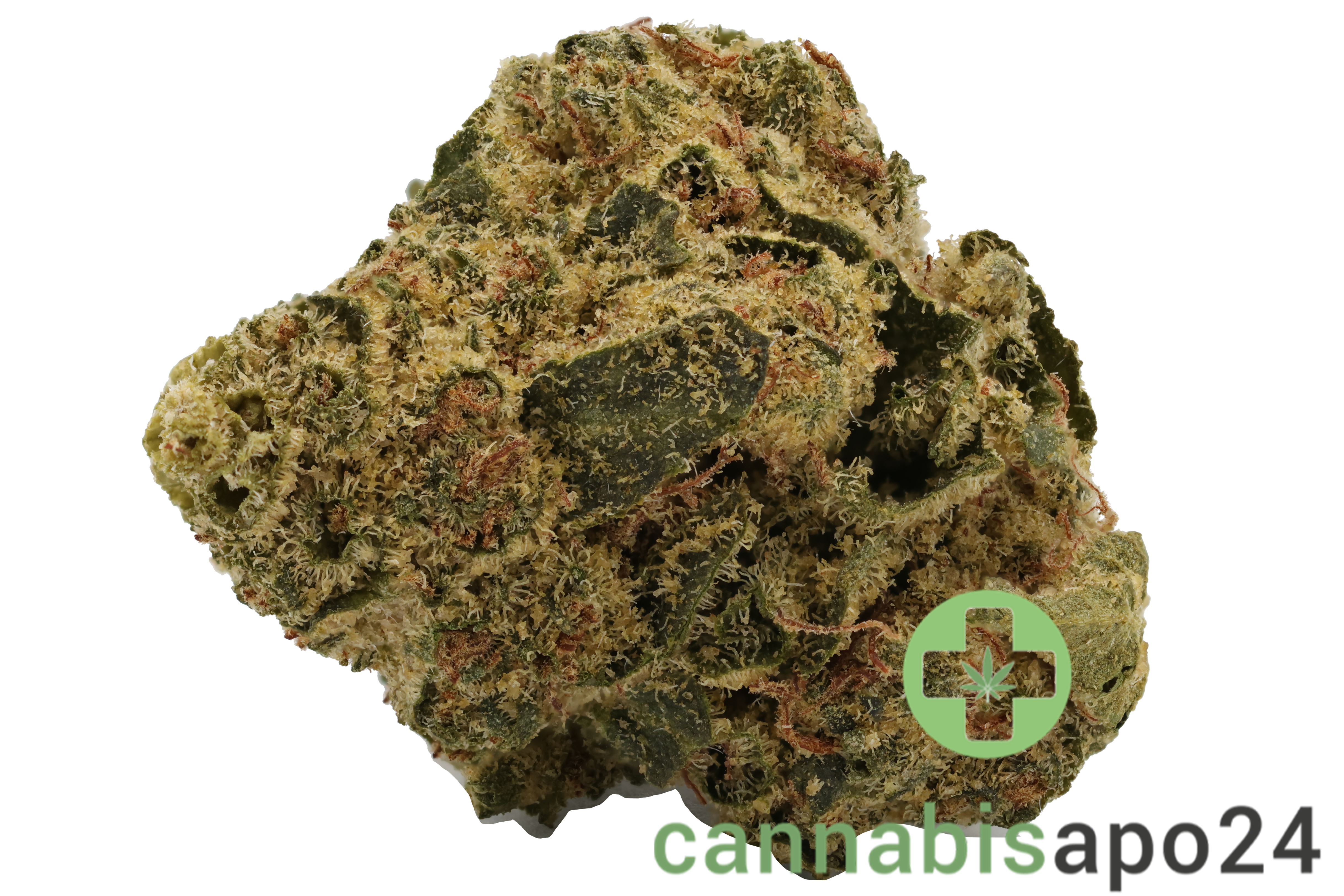 AVAAY simple 20/1 TNG