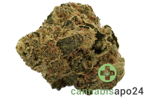 AVAAY simple 20/1 TNG