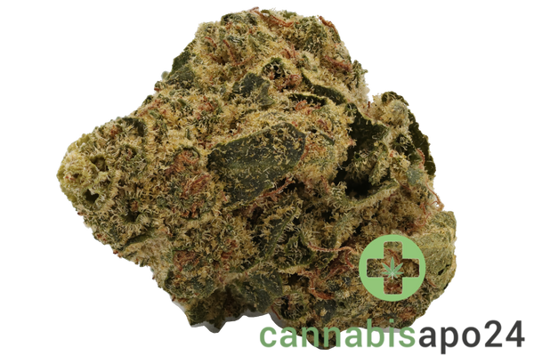 AVAAY simple 20/1 TNG