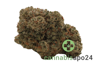 Briah MOB 25 Motor Breath