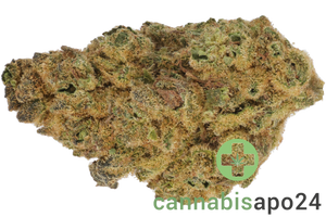 Bud-Jet 21/1 SUS Sunset Sherbert