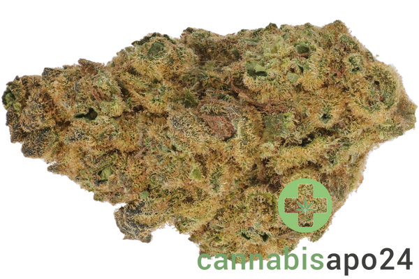 Bud-Jet 21/1 SUS Sunset Sherbert